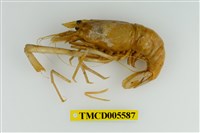 藏品(粗糙沼蝦)的圖片